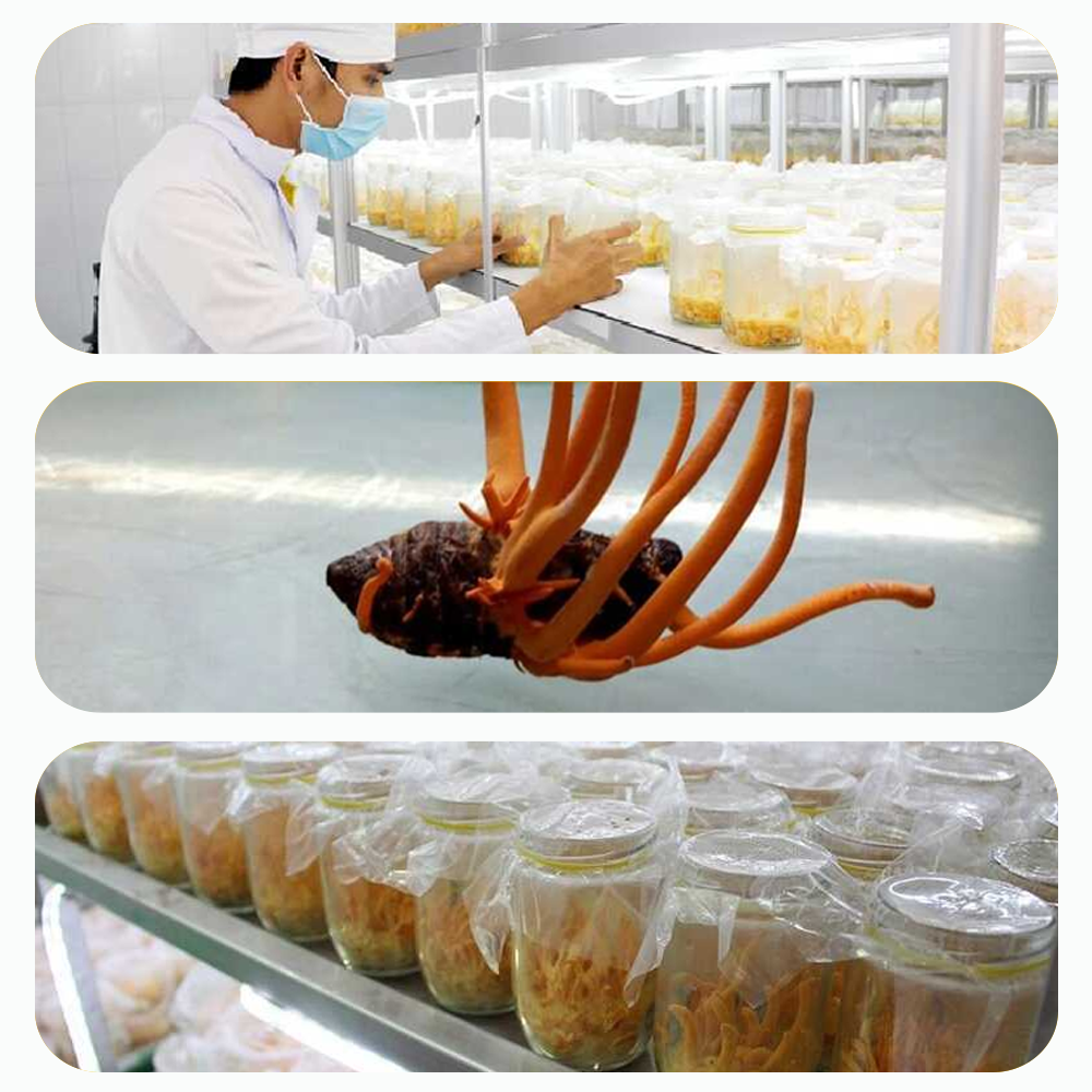  Phân phối Đông trùng hạ thảo Toro - Sấy thăng hoa nguyên sợi cải thiện chức năng sinh lý - Hũ 10g mới nhất