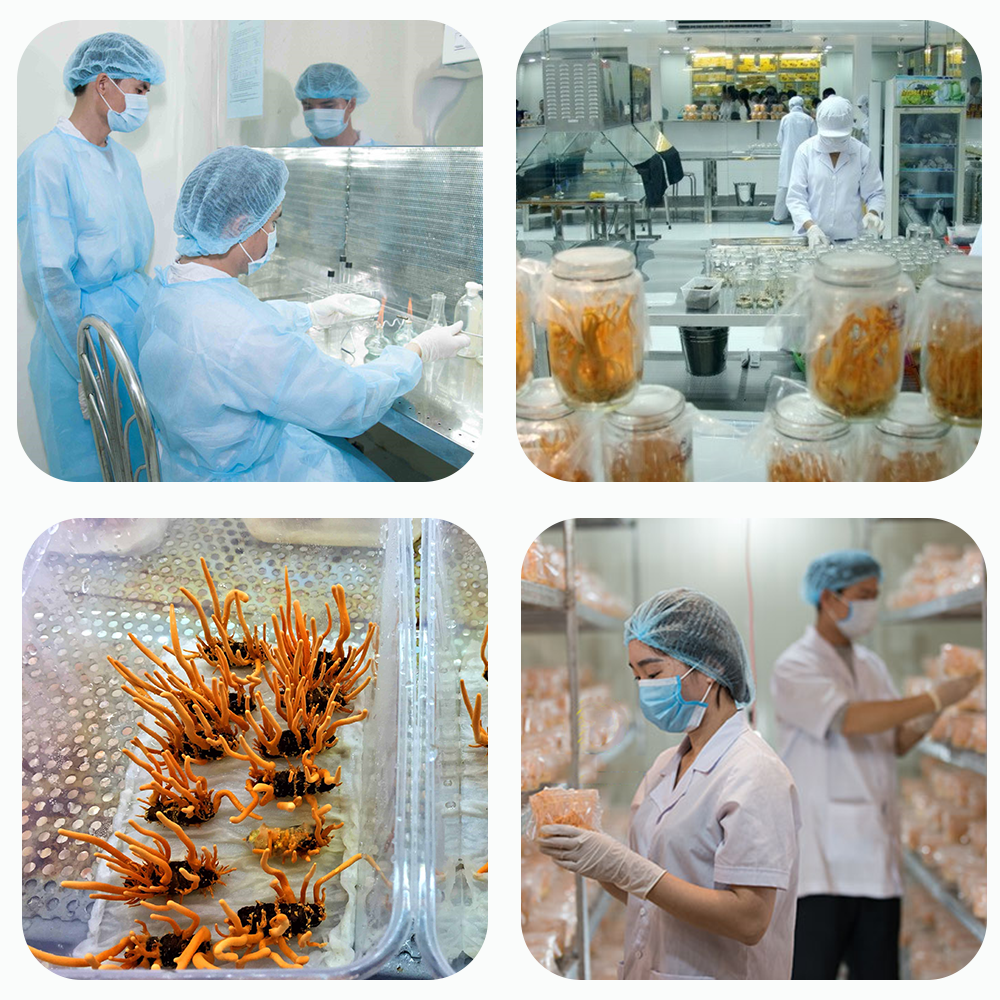  Phân phối Đông trùng hạ thảo Toro - Sấy thăng hoa nguyên sợi cải thiện chức năng sinh lý - Hũ 10g mới nhất