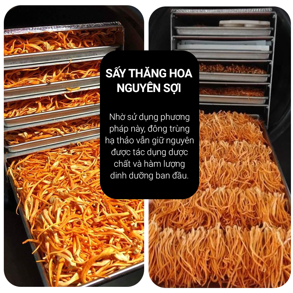  Phân phối Đông trùng hạ thảo Toro - Sấy thăng hoa nguyên sợi cải thiện chức năng sinh lý - Hũ 10g mới nhất